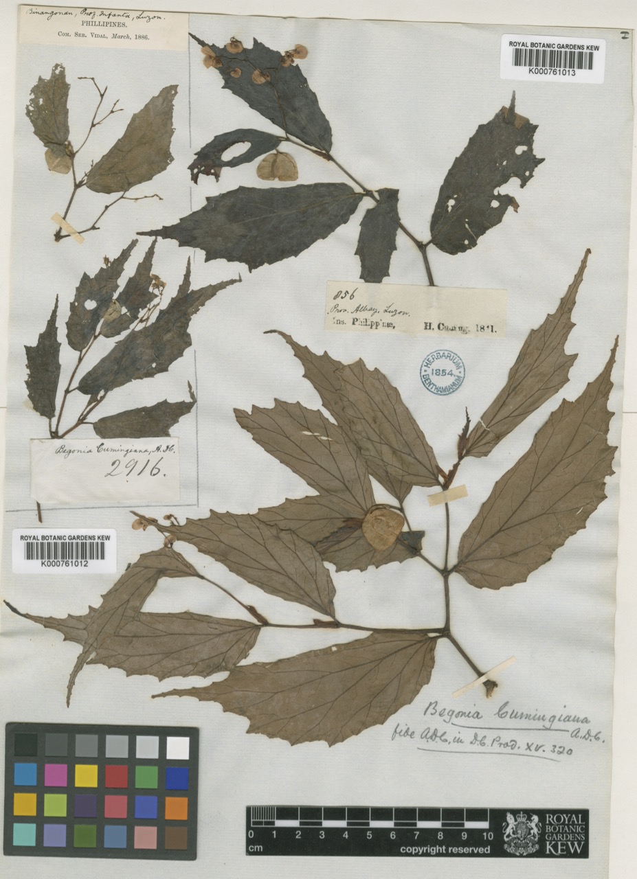 B. cumingiana
